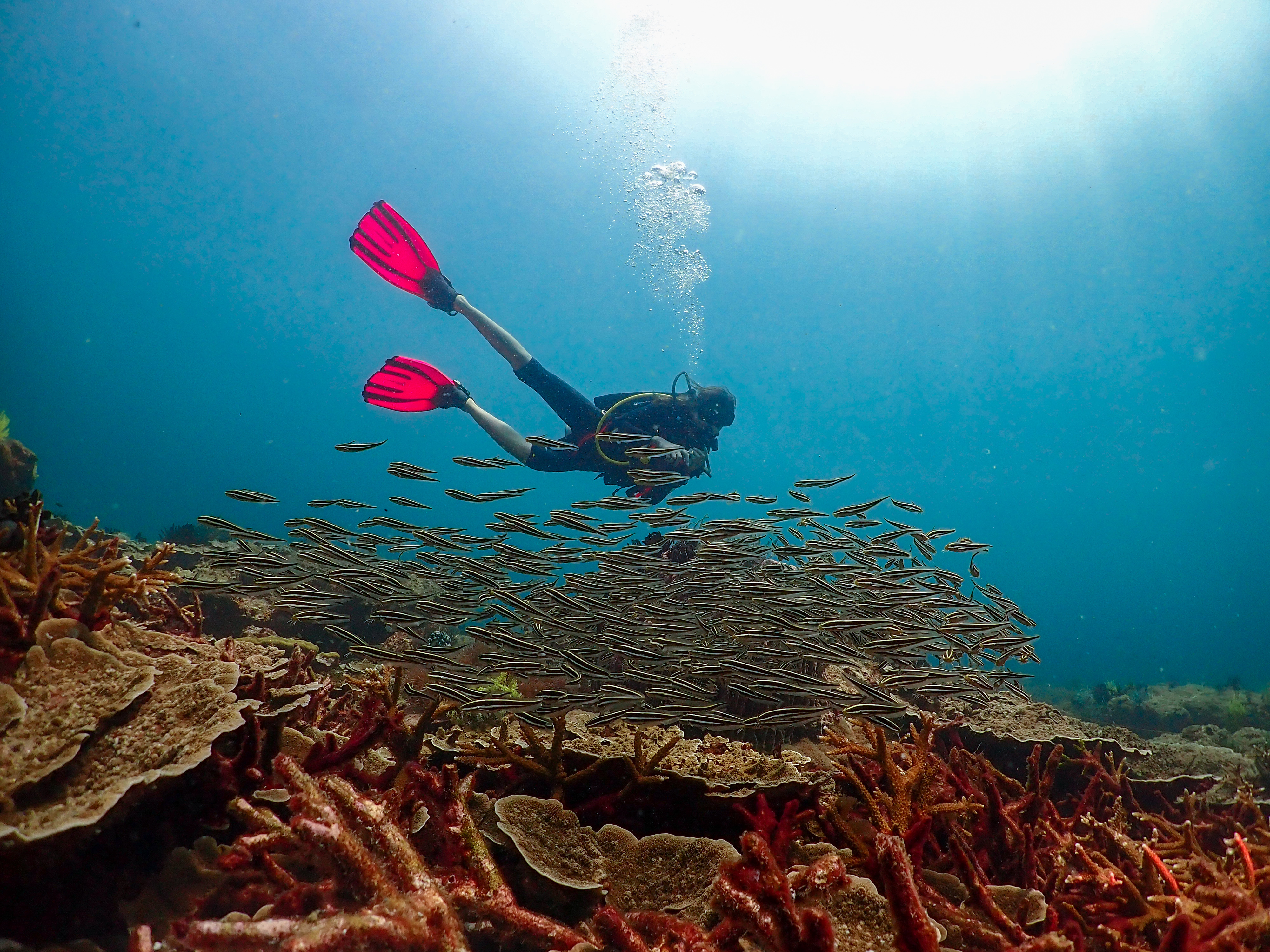 PADIオープンウォーターEラーニング（マブール島 / PADI 5 Star Center提供）