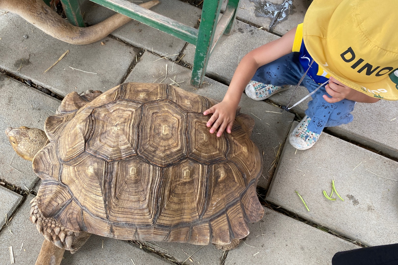 跟蘭陽動植物王國的陸龜互動 跟蘭陽動植物王國的陸龜互動