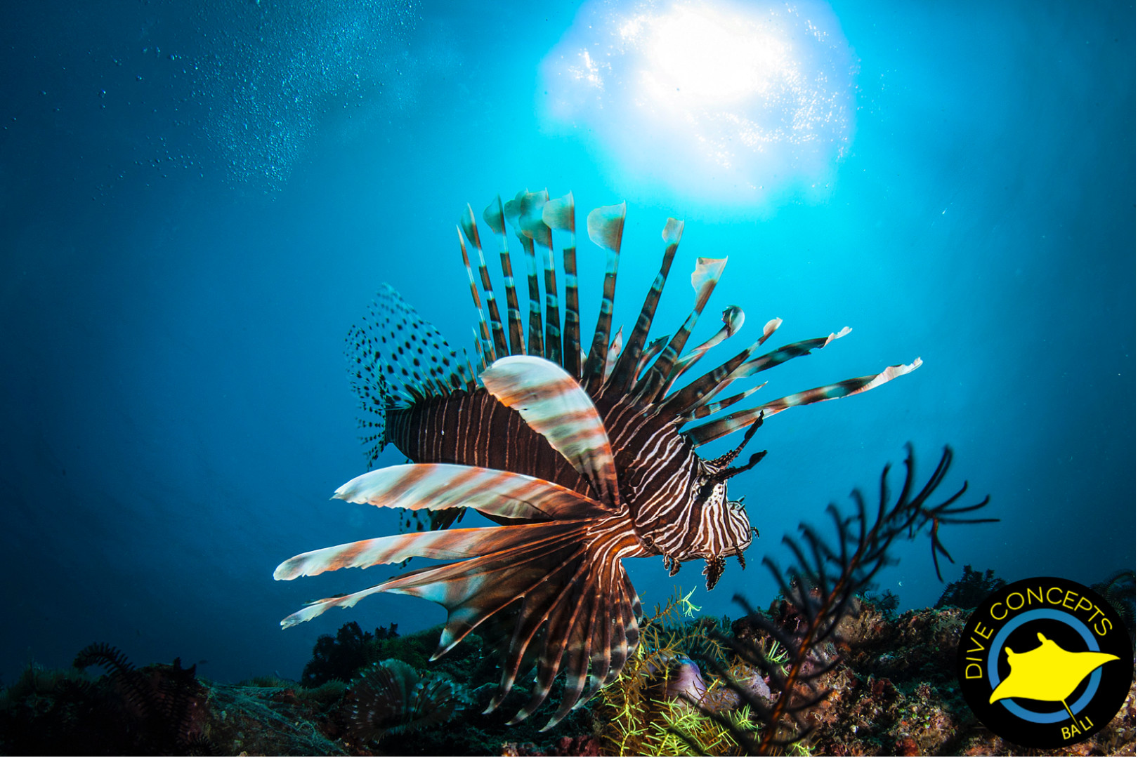 Lembongan浮潛 & 水肺潛水 & 開放水域課程（巴厘島Dive Concepts提供）