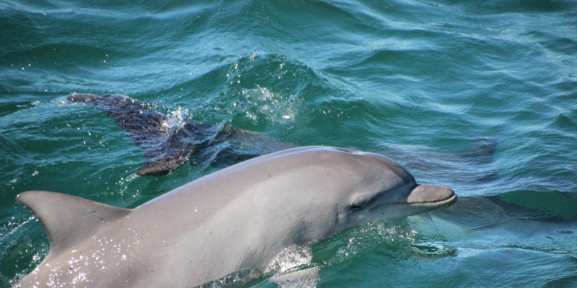 Sydney to Port Stephens Day Tour to Dolphin Wonderland