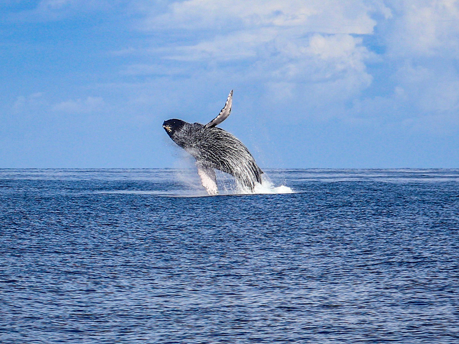West Oahu Deluxe Whale Watch Sail Experience in Hawaii