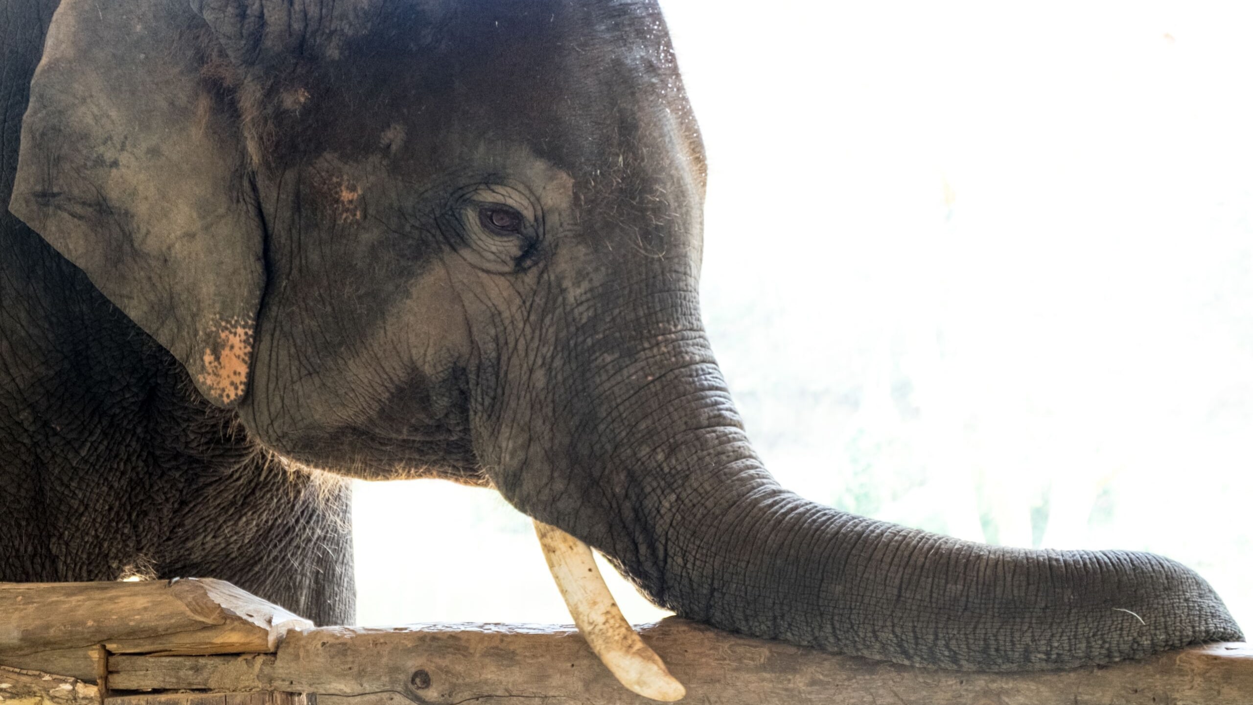 Elephant Sanctuary & Batu Caves Tour with Deerland & Village Visit