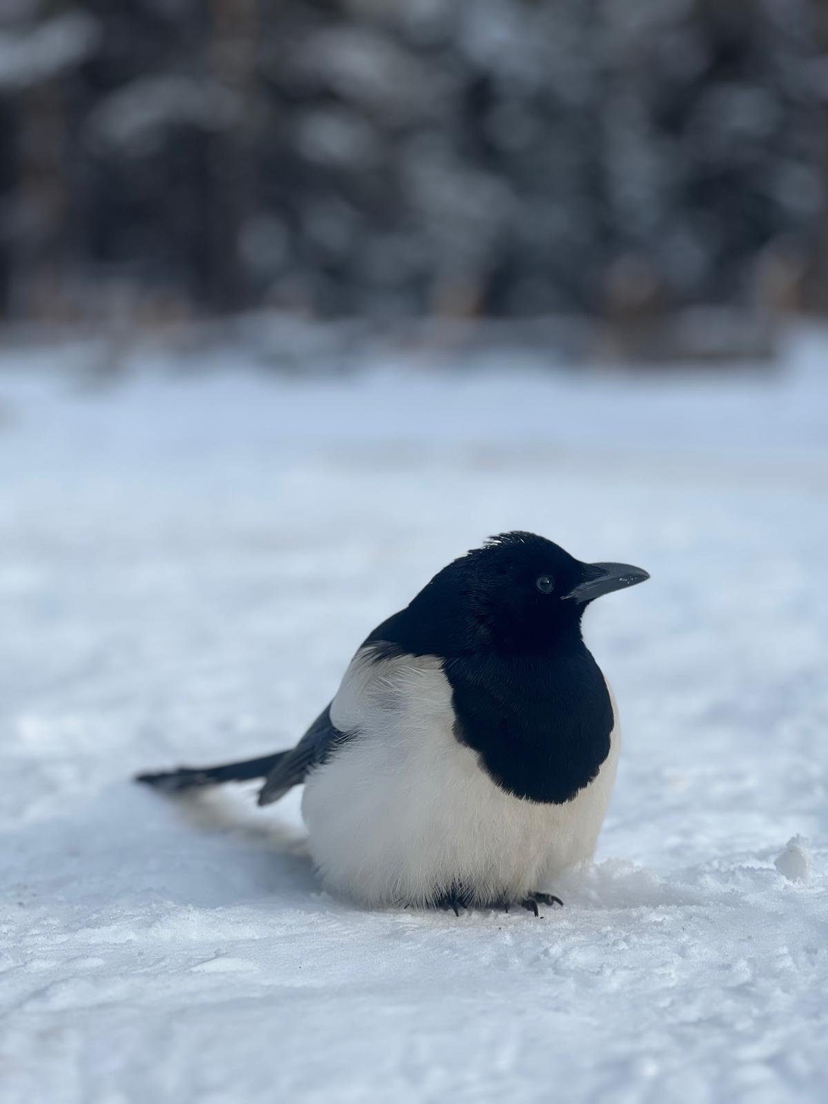 Wildlife