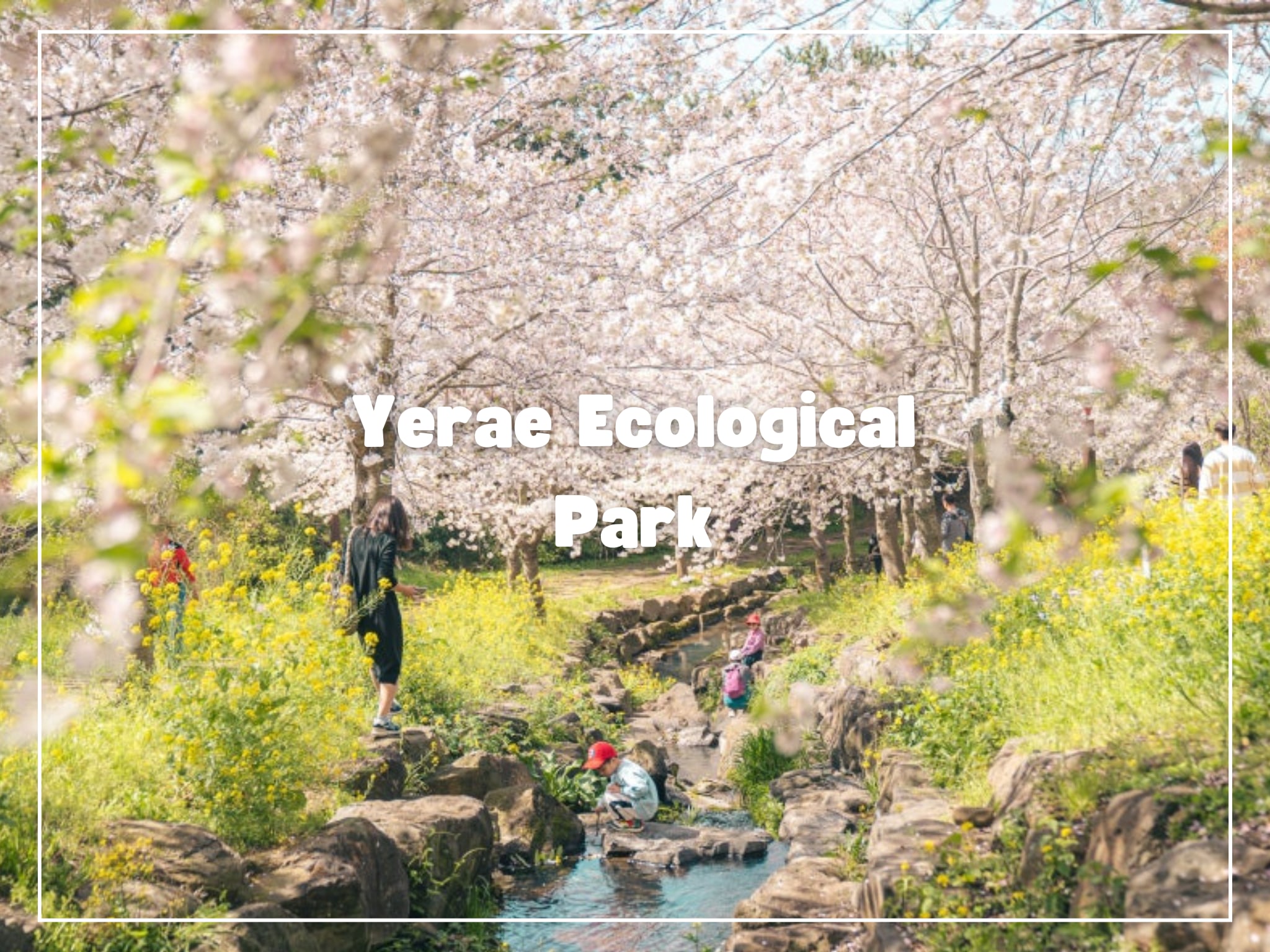 2025年濟州島南部世界遺產景點春季之旅