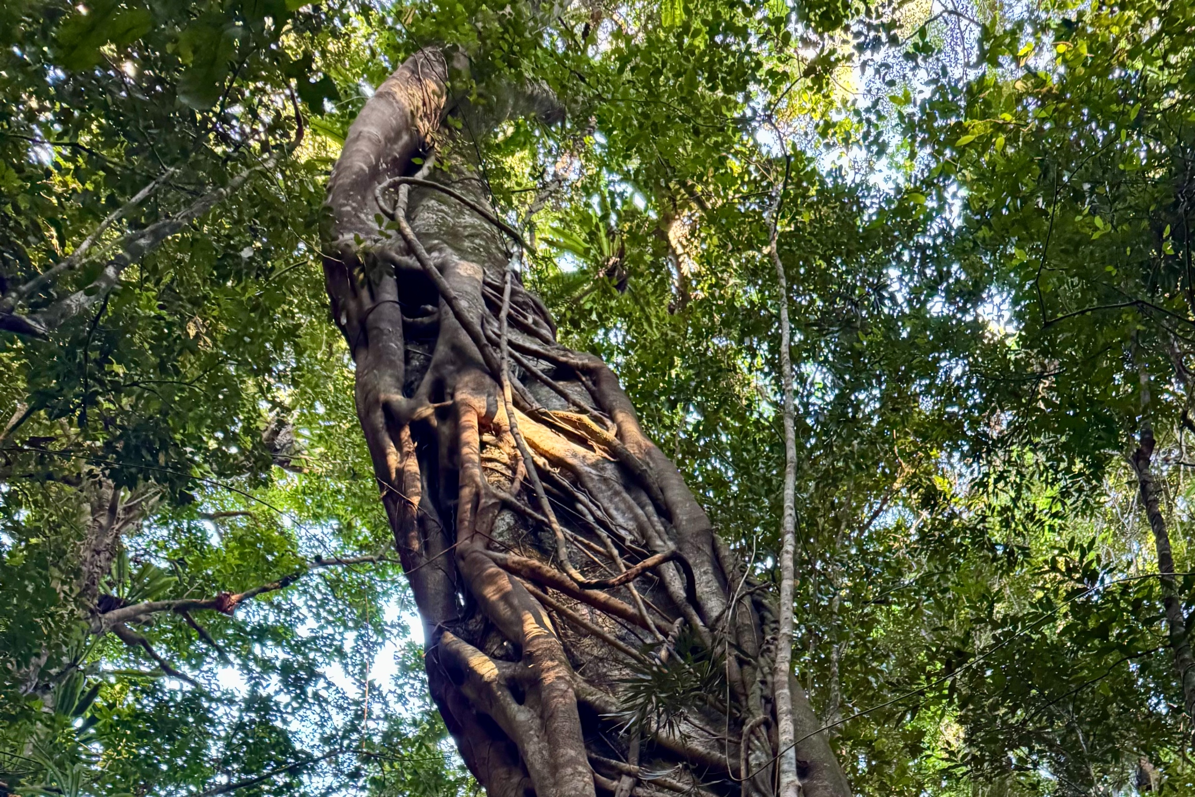 觀察絞殺榕迷人的結構,它緊緊地纏繞在寄主樹上 觀察絞殺榕迷人的結構,它緊緊地纏繞在寄主樹上