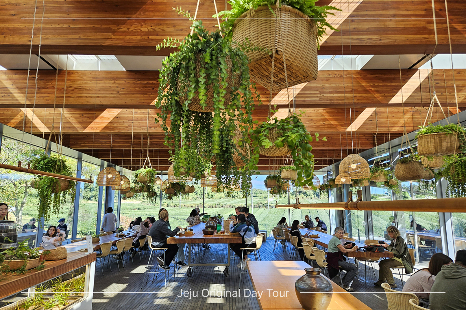 O’sulloc Tea Museum & Green Tea Fields