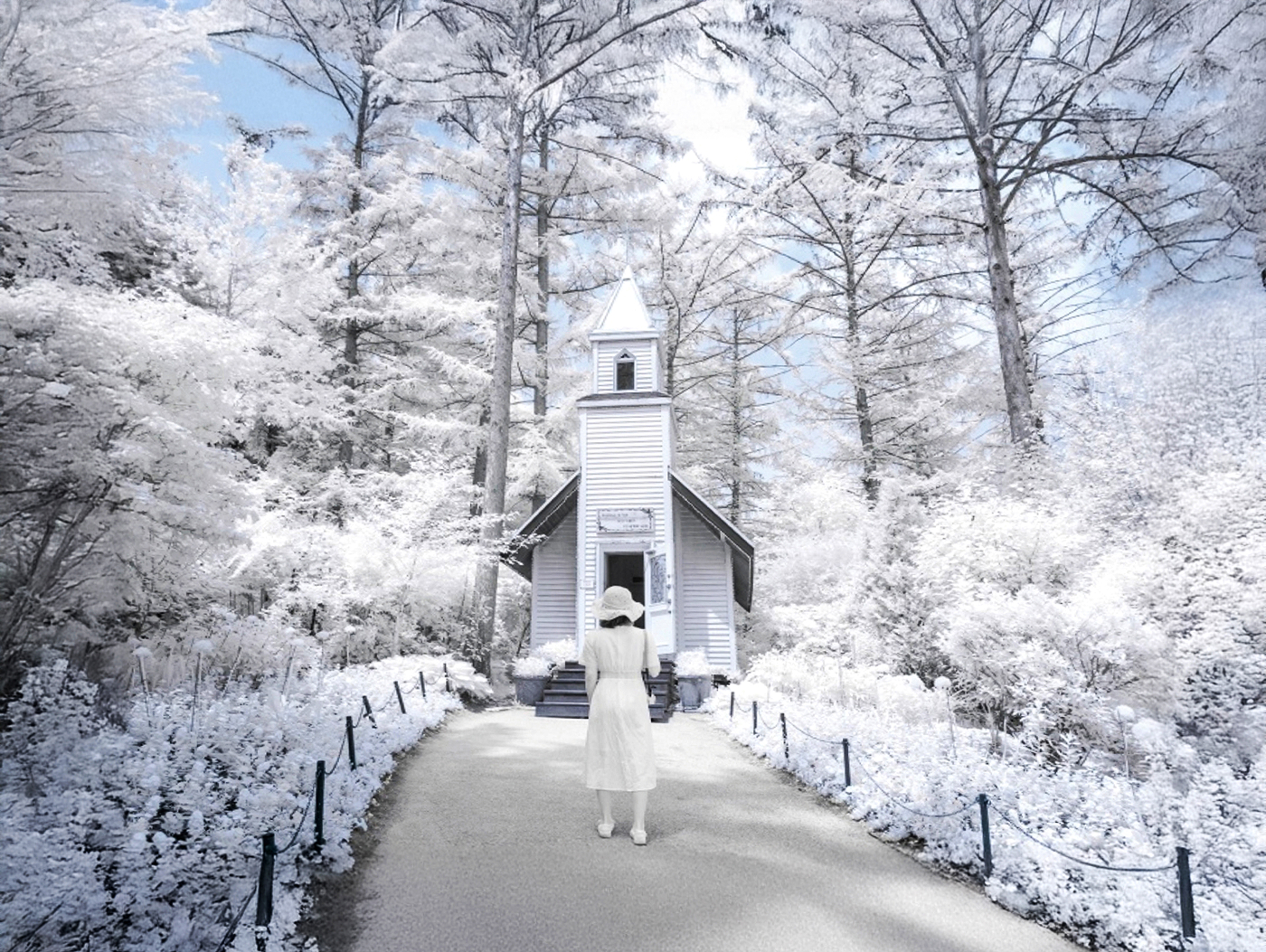 ❄️ 冬季,晨靜樹木園變成了一個白雪覆蓋的夢幻仙境。 ❄️ 冬季,晨靜樹木園變成了一個白雪覆蓋的夢幻仙境。