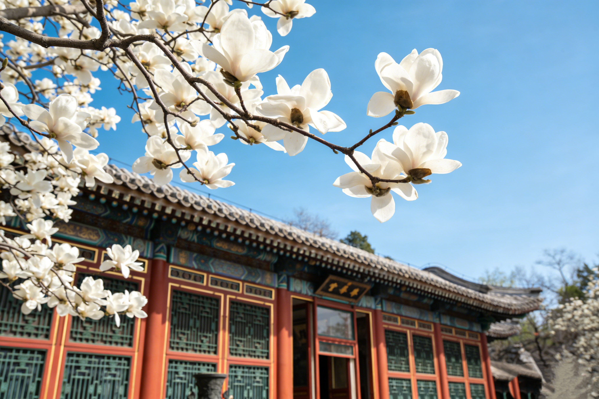 Move on to the Hall of Jade Ripples where the emperor was under housing arrested for 10 years. Explore the Hall of Fragrant Herbs where the emperor Qianlong used to store his books. Next, to the Hall of Happiness and longevity which is empress dowager Cix