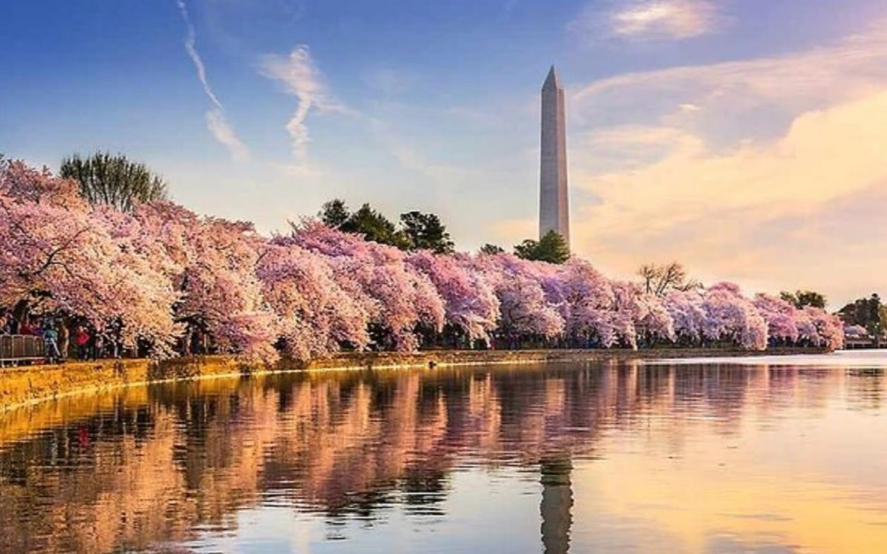 Washington DC Thomas Jefferson Memorial Full-Day Tour with Cherry Blossom