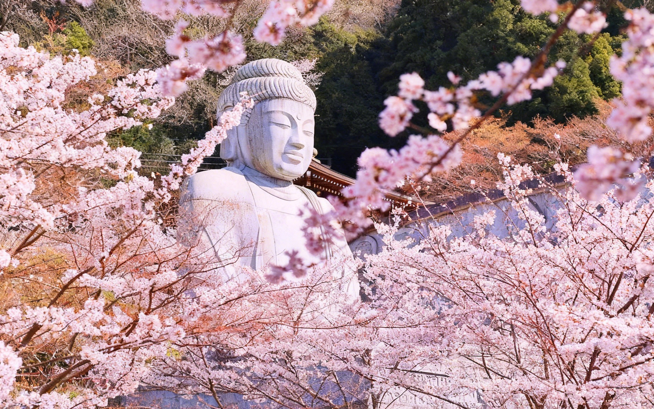 [Secret Garden Cherry Blossom Viewing] Hasedera Temple Cherry Blossom Buddha, Nara Park Deer Feeding, Todai-ji Temple, Kasuga Taisha Shrine, Shigisan Chogosonshi-ji Temple Cherry Blossom Viewing Day Trip | Departure from Osaka