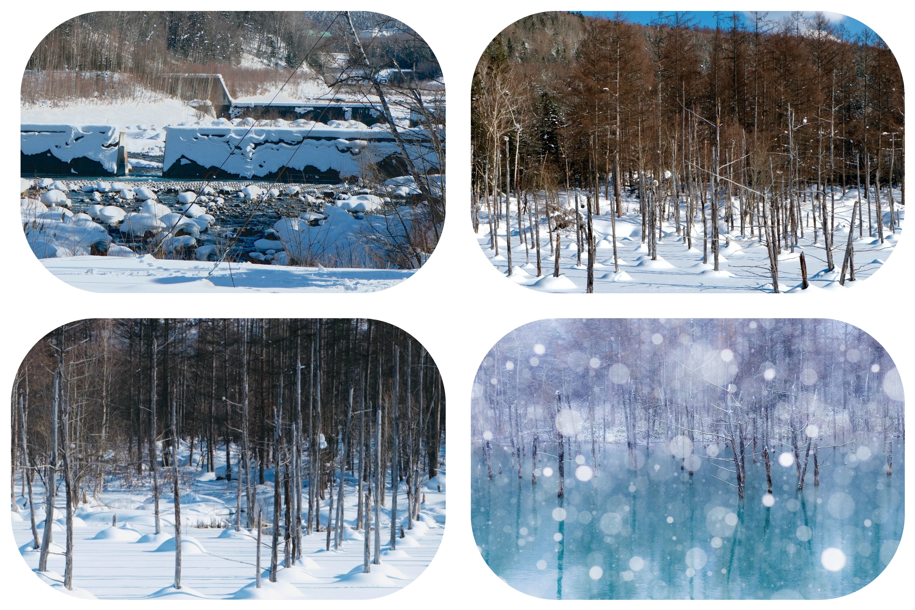 ✧⁺冬季的美瑛青池，彷彿進入了一個靜謐而純淨的童話世界。原本湛藍的水面被冰雪覆蓋，池中枯立的落葉松被白雪包裹，像一根根靜默的雕塑，營造出空靈而夢幻的氛圍。