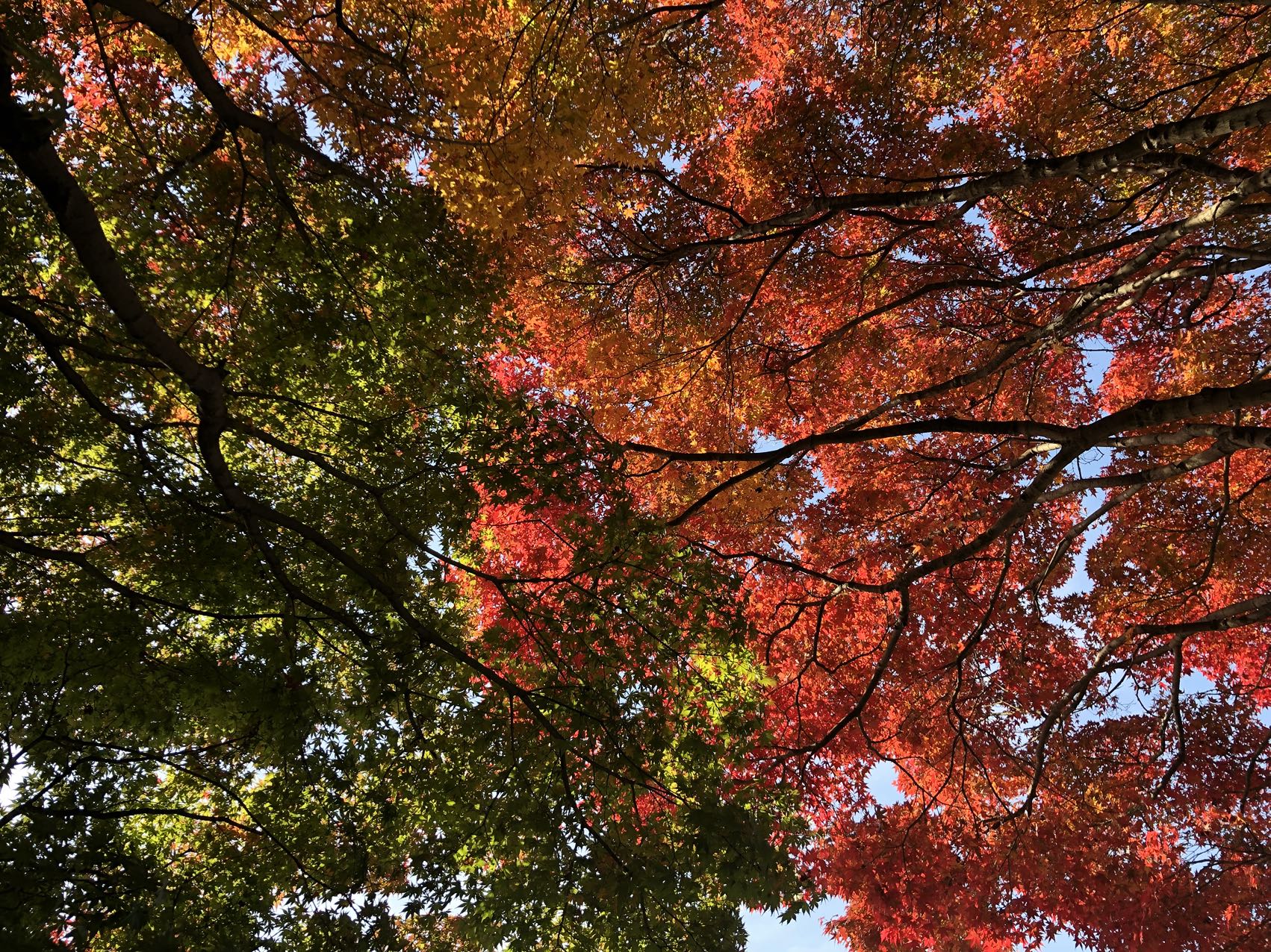 【秋日限定】如意輪寺&別府地獄&湯布院一日遊｜中英文導遊（福岡出發）