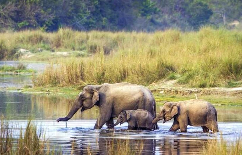 Safari Adventure in Bardia 