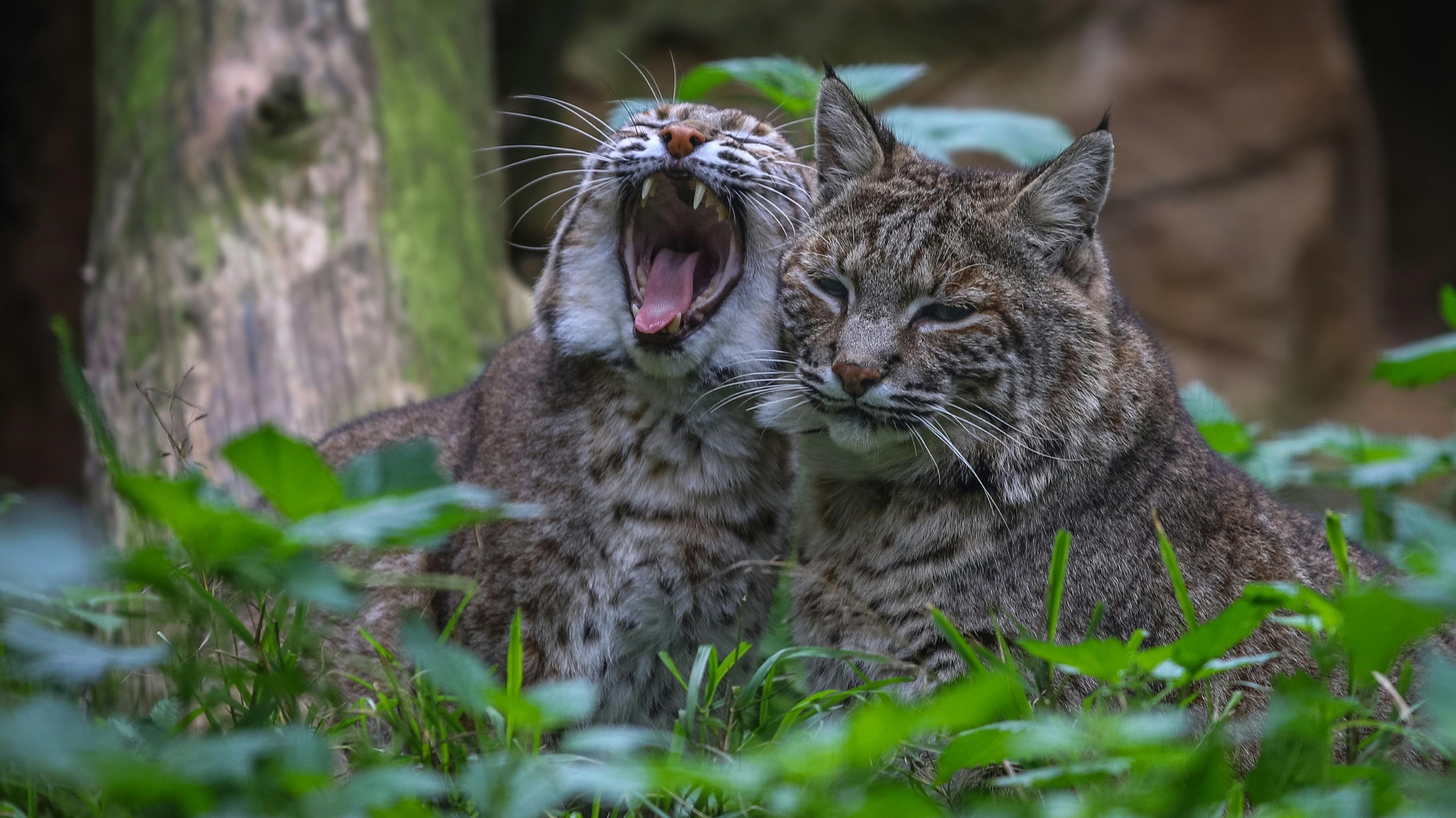 拉各斯動物園 (Lagos Zoo) 門票
