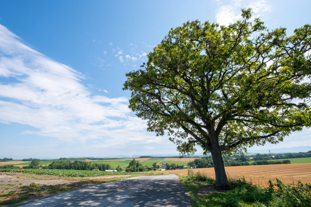 因香菸廣告命名，充滿復古浪漫氣息。