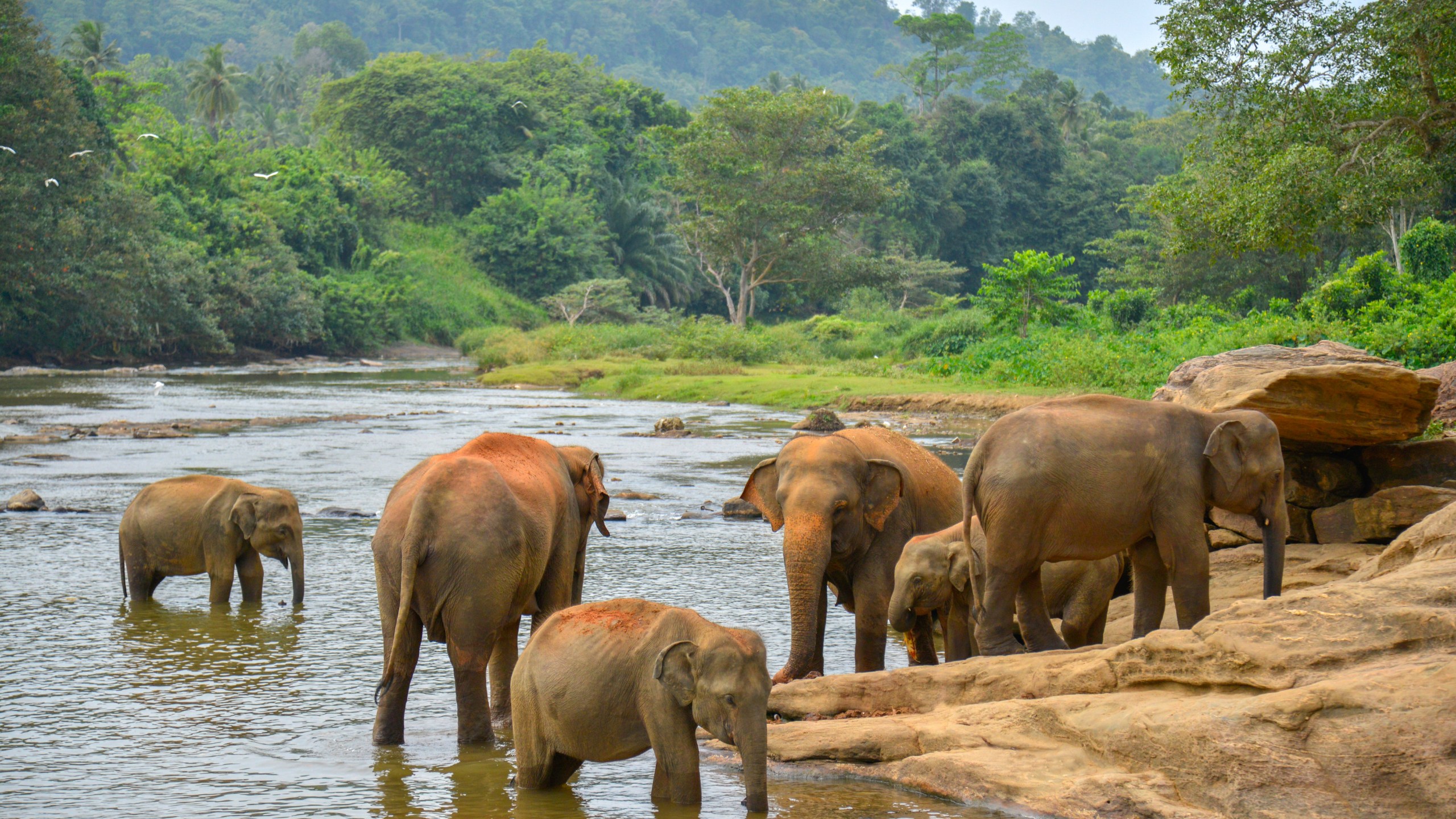 清邁Chokchai Elephant Care大象保護中心體驗