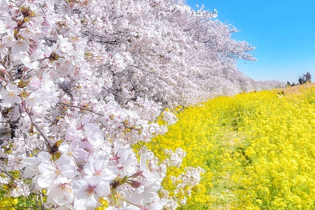 樱花季限定｜权现堂樱堤＆小江户川越＆三井Outlet一日游｜东京出发