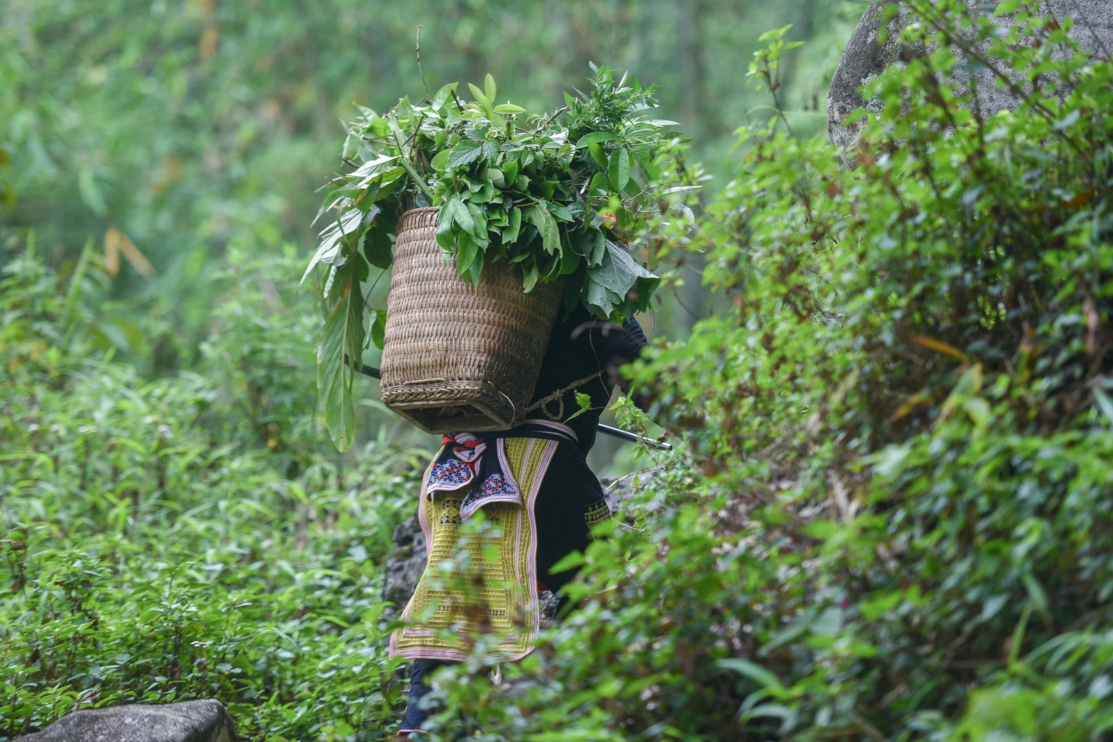 沙巴：紅瑤族草藥足浴和採葉之旅