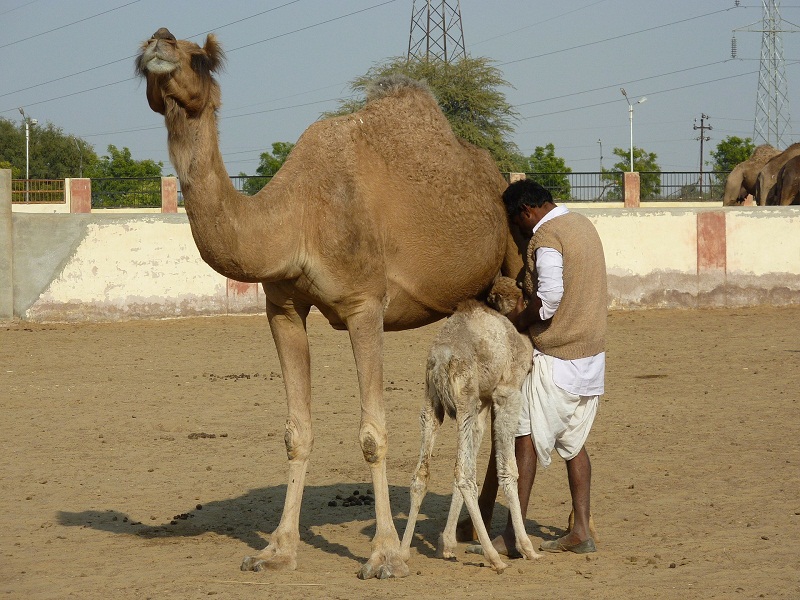 See Camel Centre, Rat Temple from Jodhpur & Bikaner Drop with Guide