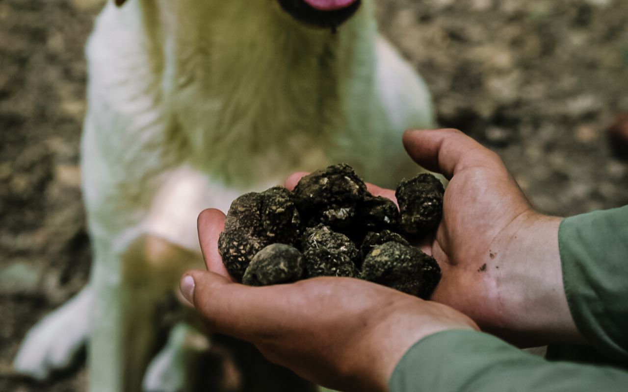 Охота за трюфелями и дегустация деликатесов с семьей Карлич