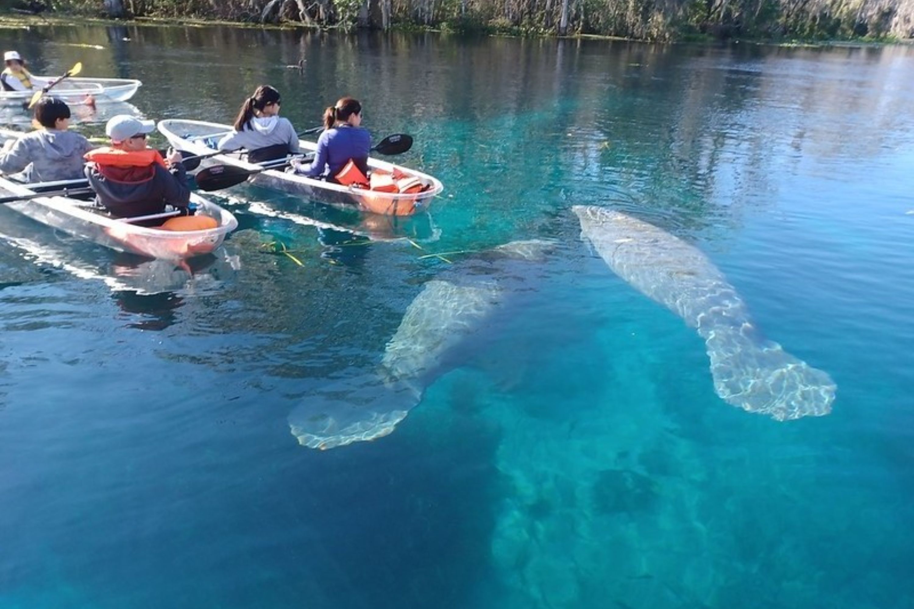 Feel the serenity of nature as you paddle through turquoise waters