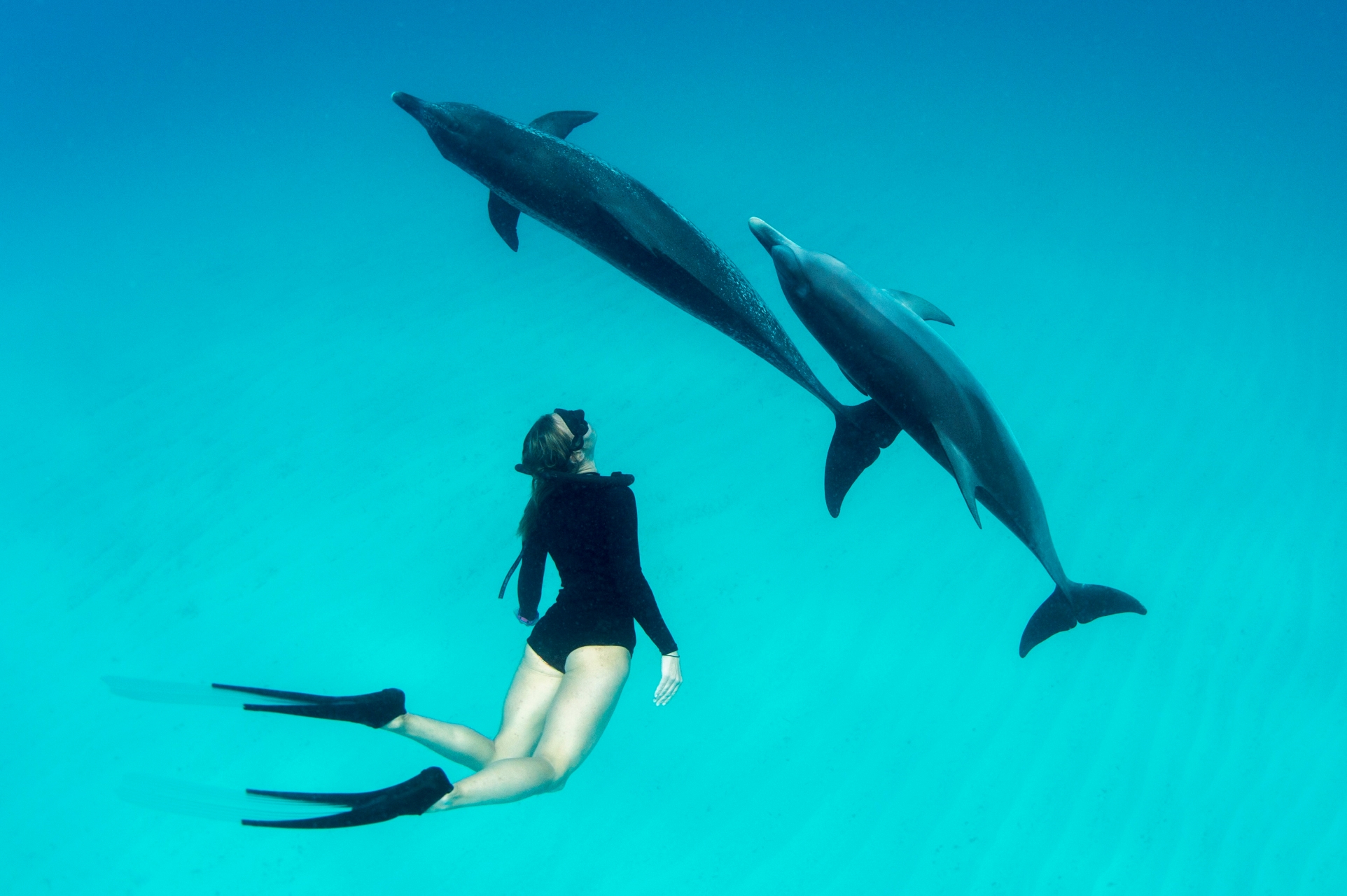 Dolphin House Reef Snorkeling Adventure & Transfers – Marsa Alam