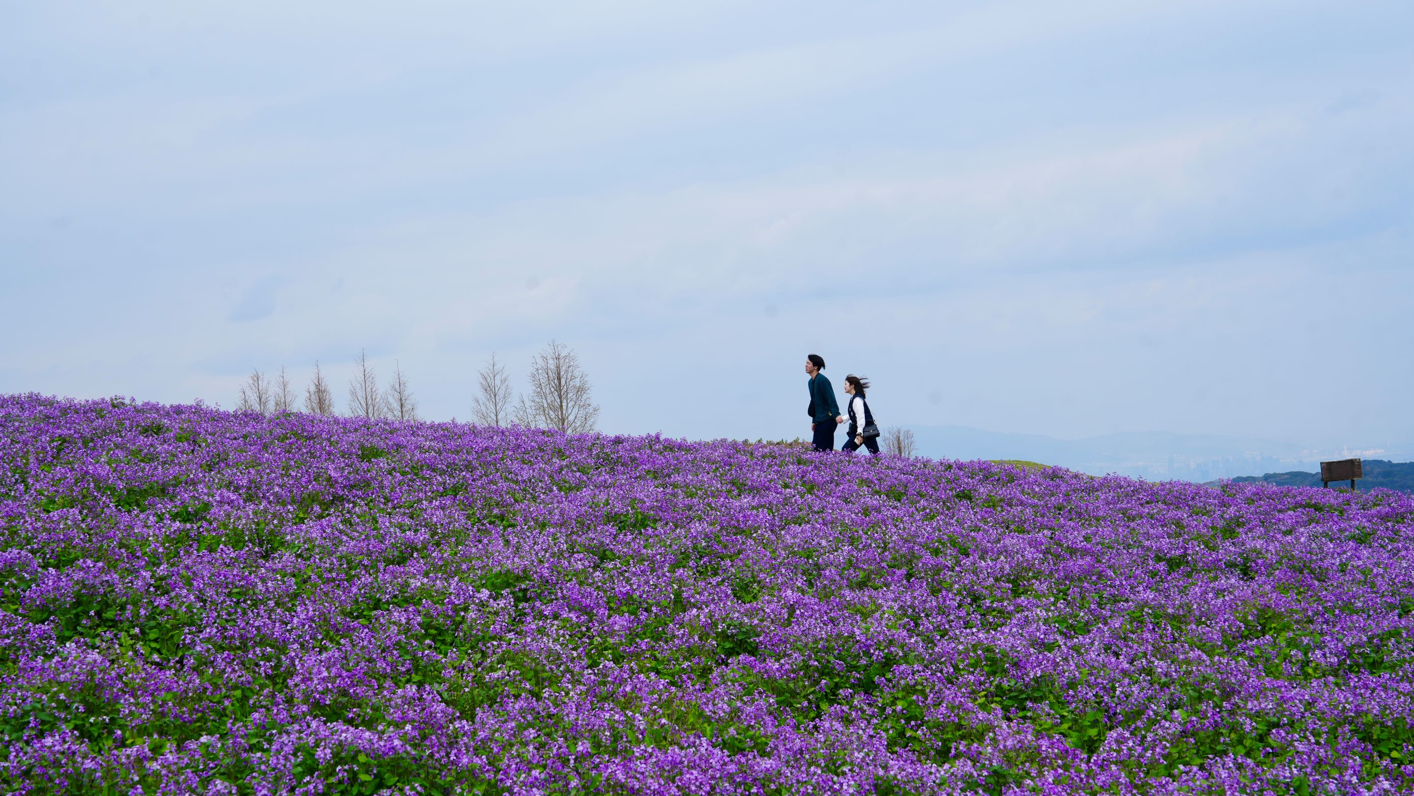 4月，淡路島的紫羅蘭花海隨風鋪展，與戀人並肩而行，把整個春天走成一場溫柔的約定。