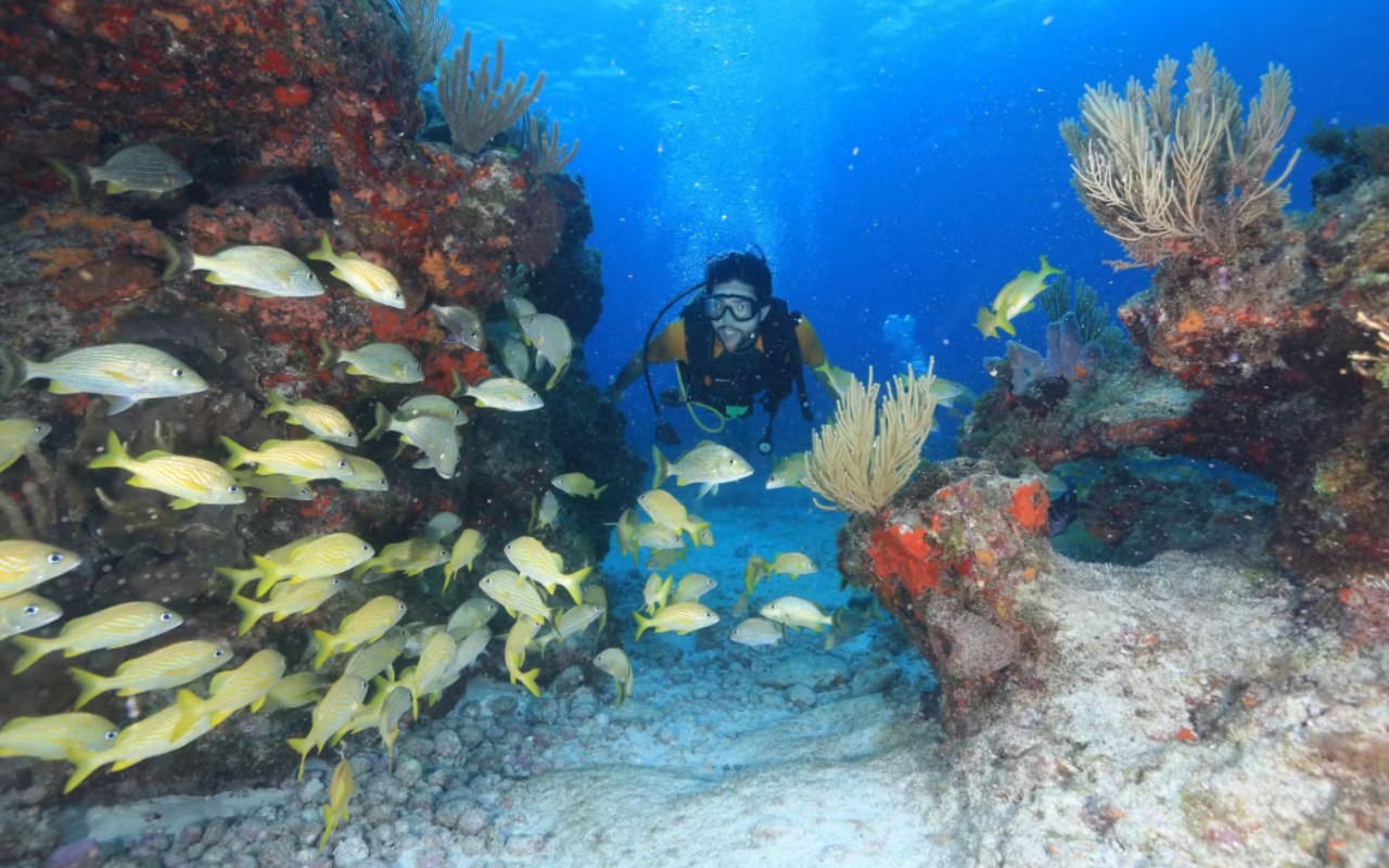 Scuba Diving Lessons for Beginners