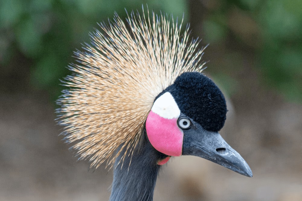 開普敦鳥類世界野生動物保護區 & 猴子樂園門票