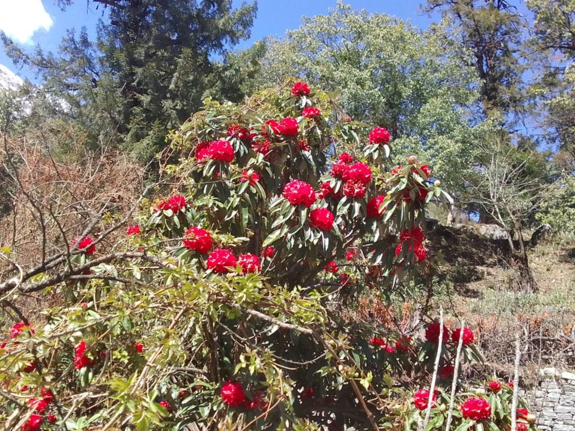 博卡拉：4天馬爾迪喜馬拉雅山徒步之旅