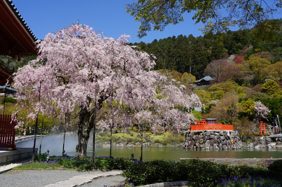 Kansai popular attractions Osaka Katsuoji Temple, Kyoto Arashiyama, Uji Byodoin Temple one-day tour | Optional exclusive A5 premium Kobe beef (depart from Osaka)