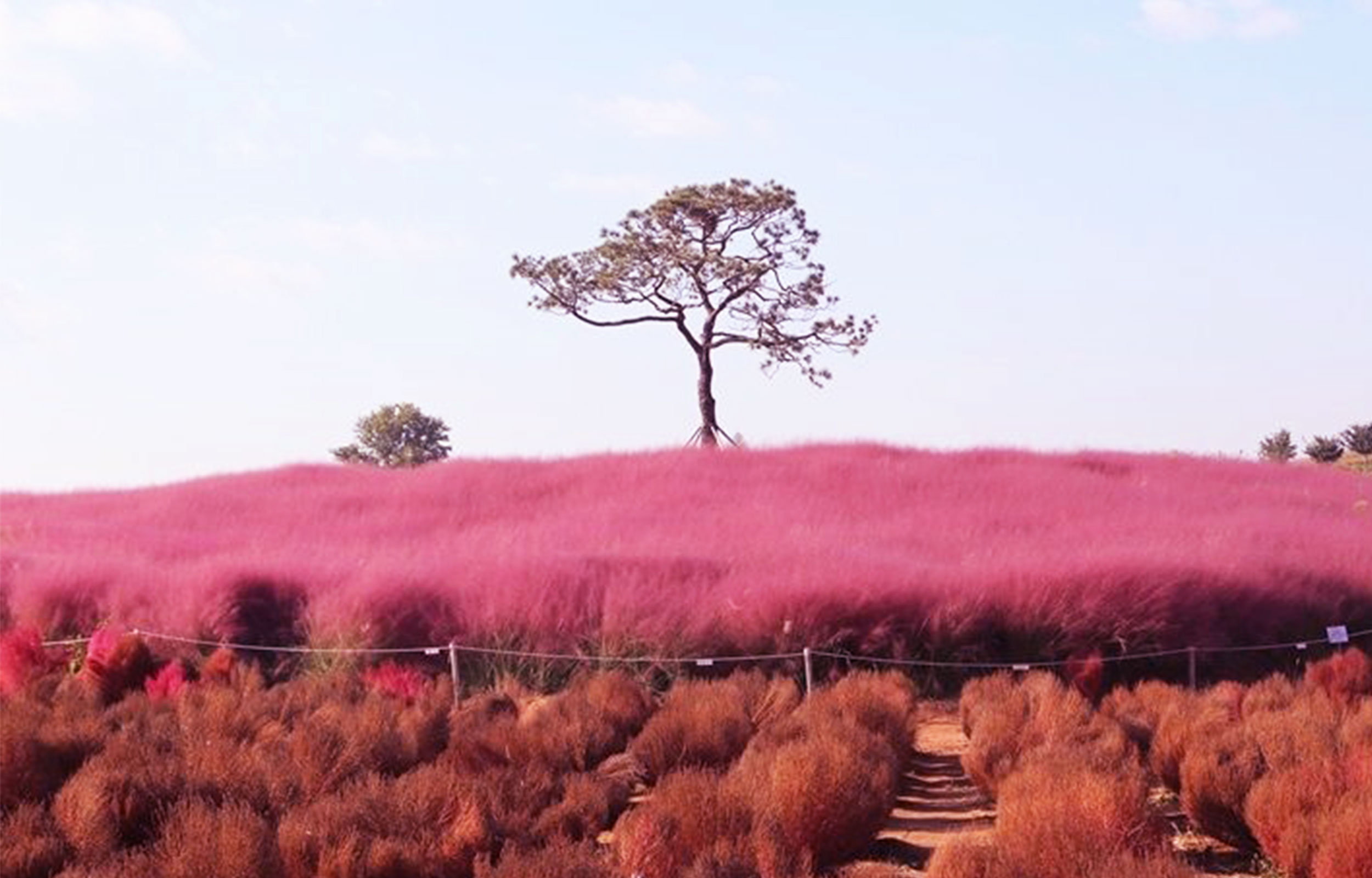Anseong Farmland & Starfield Anseong One Day Tour