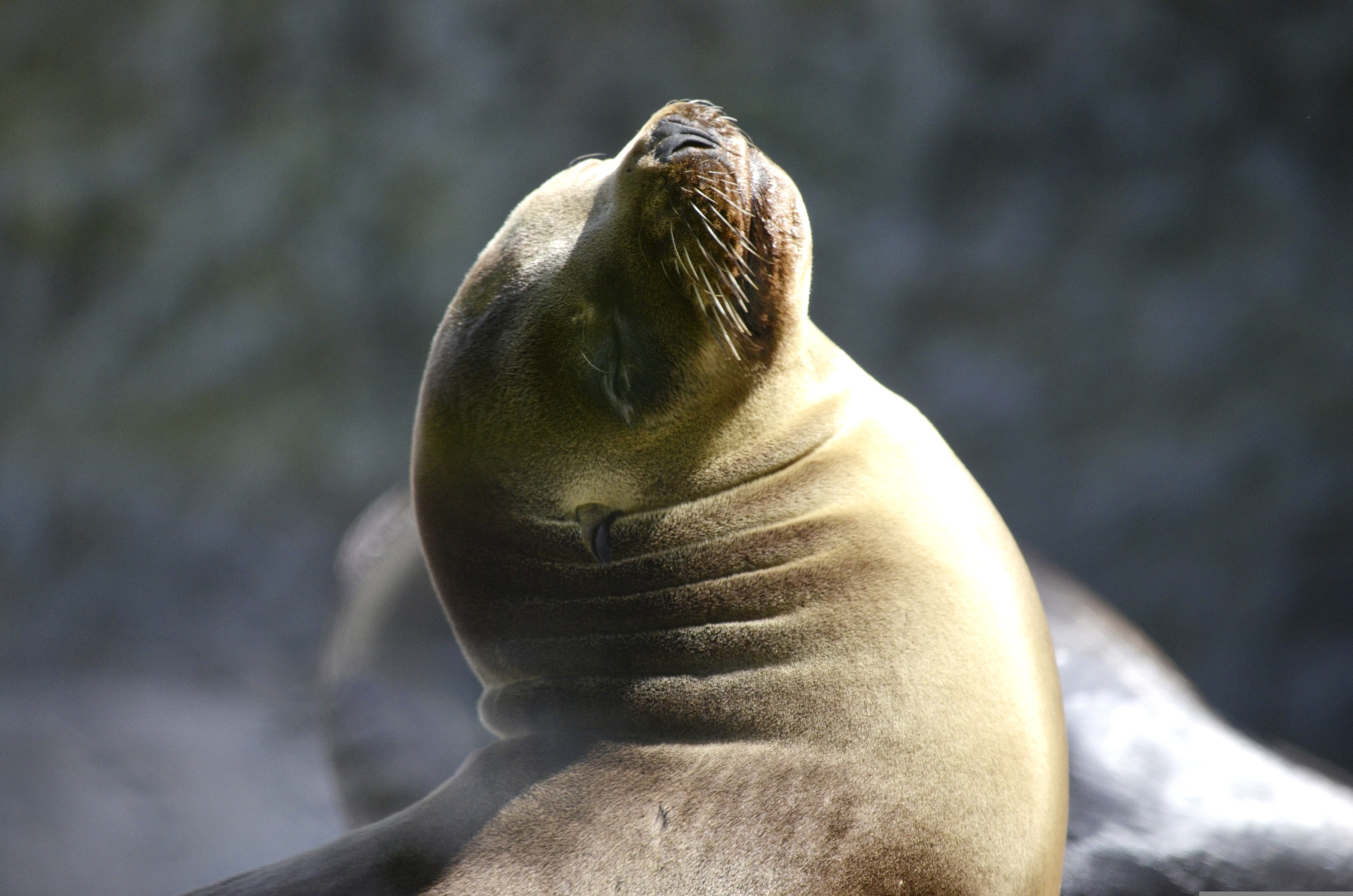 From Lima: Paracas and Huacachina Guided Desert Oasis Trip