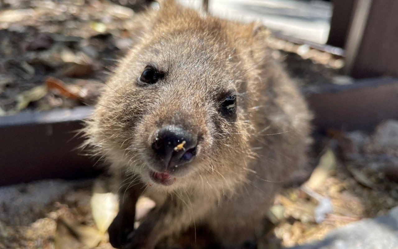盡情體驗羅特尼斯島的自然美景與寧靜氛圍。 盡情體驗羅特尼斯島的自然美景與寧靜氛圍。