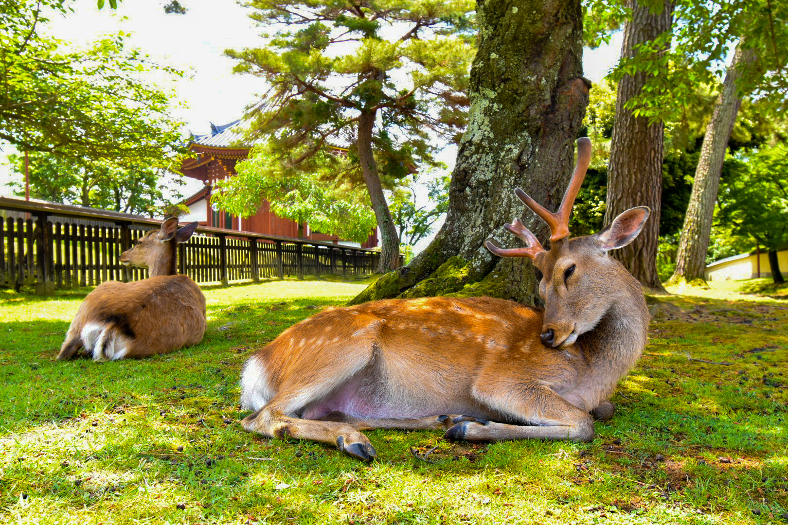 和歌山城x黑潮市場x奈良神鹿公園x東大寺一日遊(大阪出發)