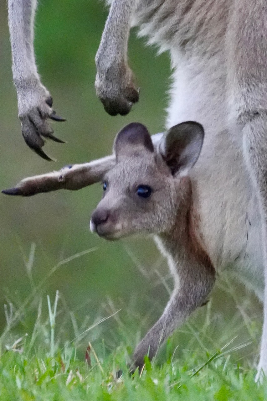 Wild Wombats, Kangaroos, and Waterfalls Tour all inclusive