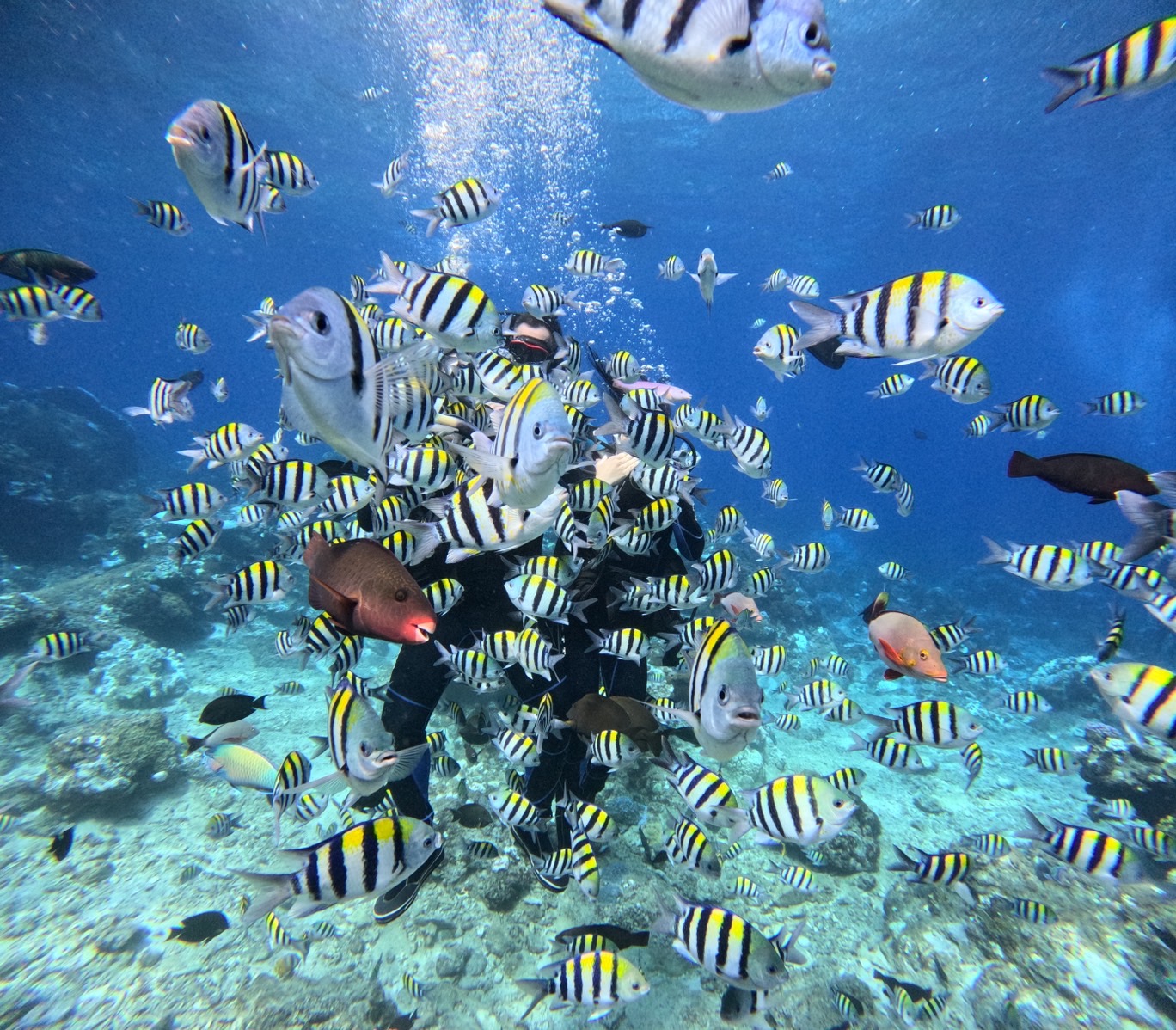 Taitung: Green Island Cape Hope Snorkeling and Discover Scuba Diving Tour