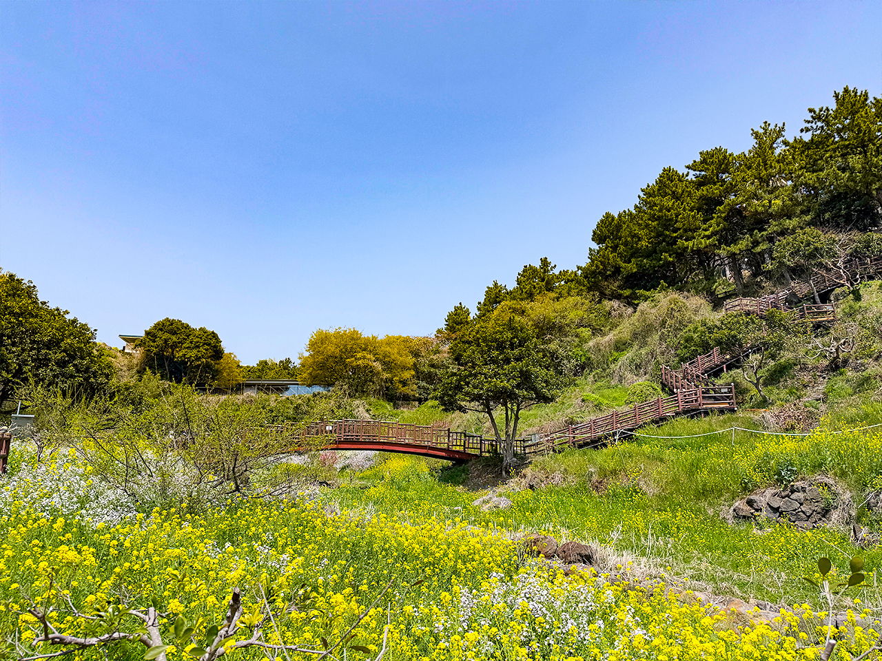 濟州島一隅的寧靜角落，金黃油菜花田與山谷間的清新流動景致完美融合。