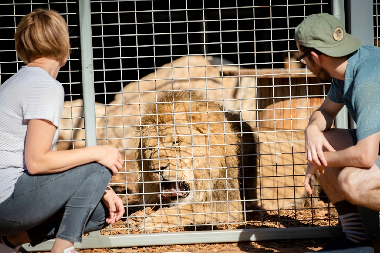 Monarto Safari Park: Lions at Bedtime
