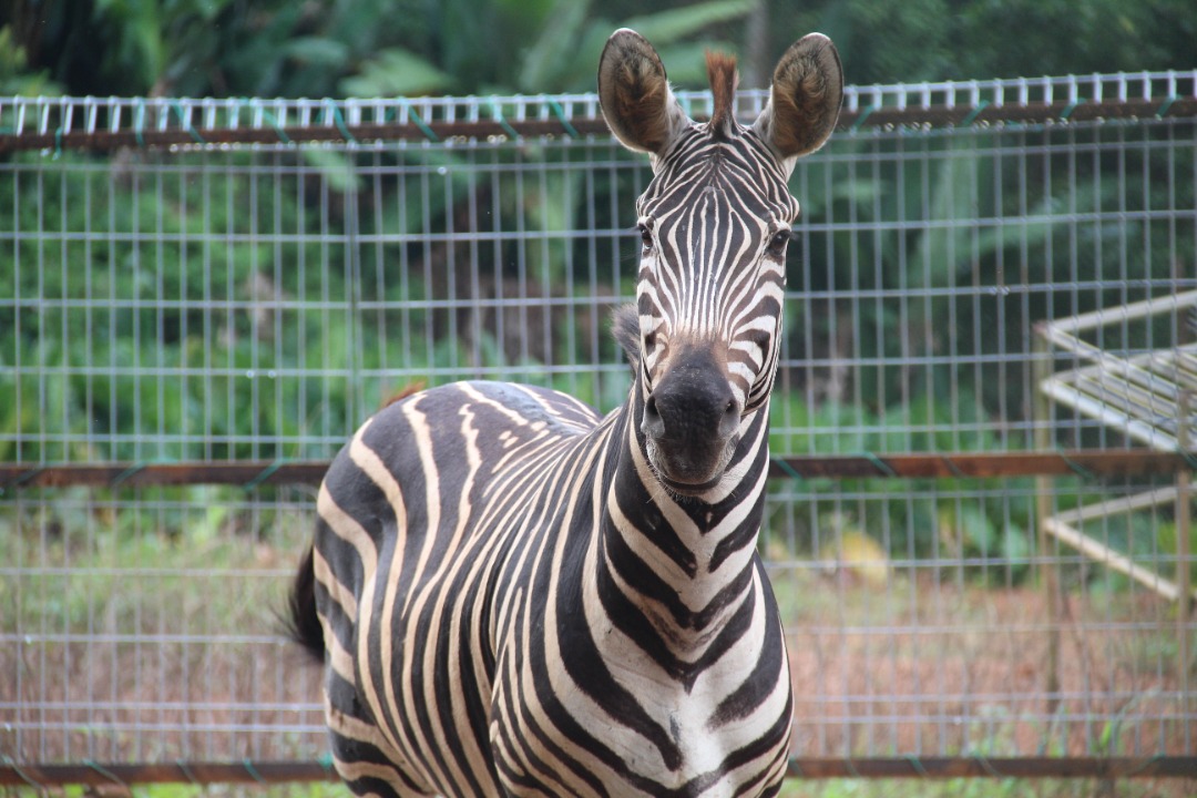 馬來西亞馬六甲動物園門票