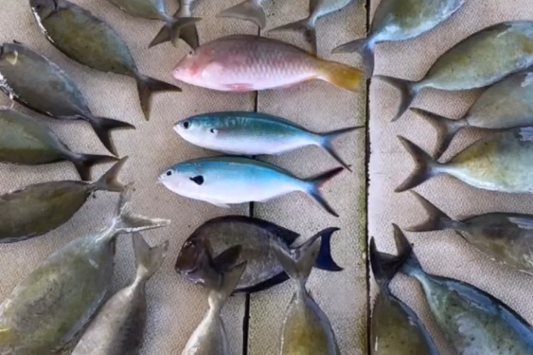 筏釣體驗（沖繩）