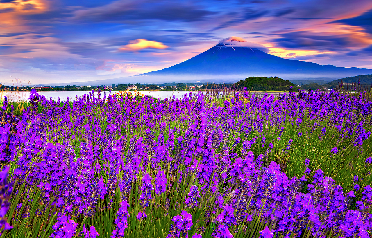 富士山河口湖＆季節限定富士芝櫻＆山中湖溫泉一日遊（東京出發）