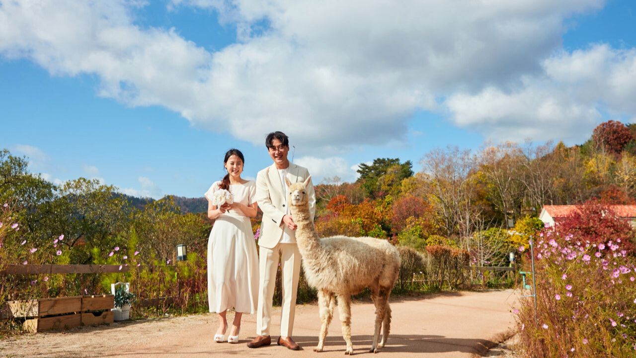 羊駝牧場 / 南怡島 / 江村鐵路自行車 / 晨靜樹木園 / 樂高樂園 /  秋海棠鳥園
