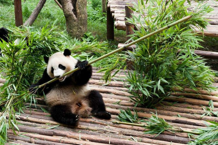 Sichuan Chengdu Panda Base Dujiangyan Day Tour