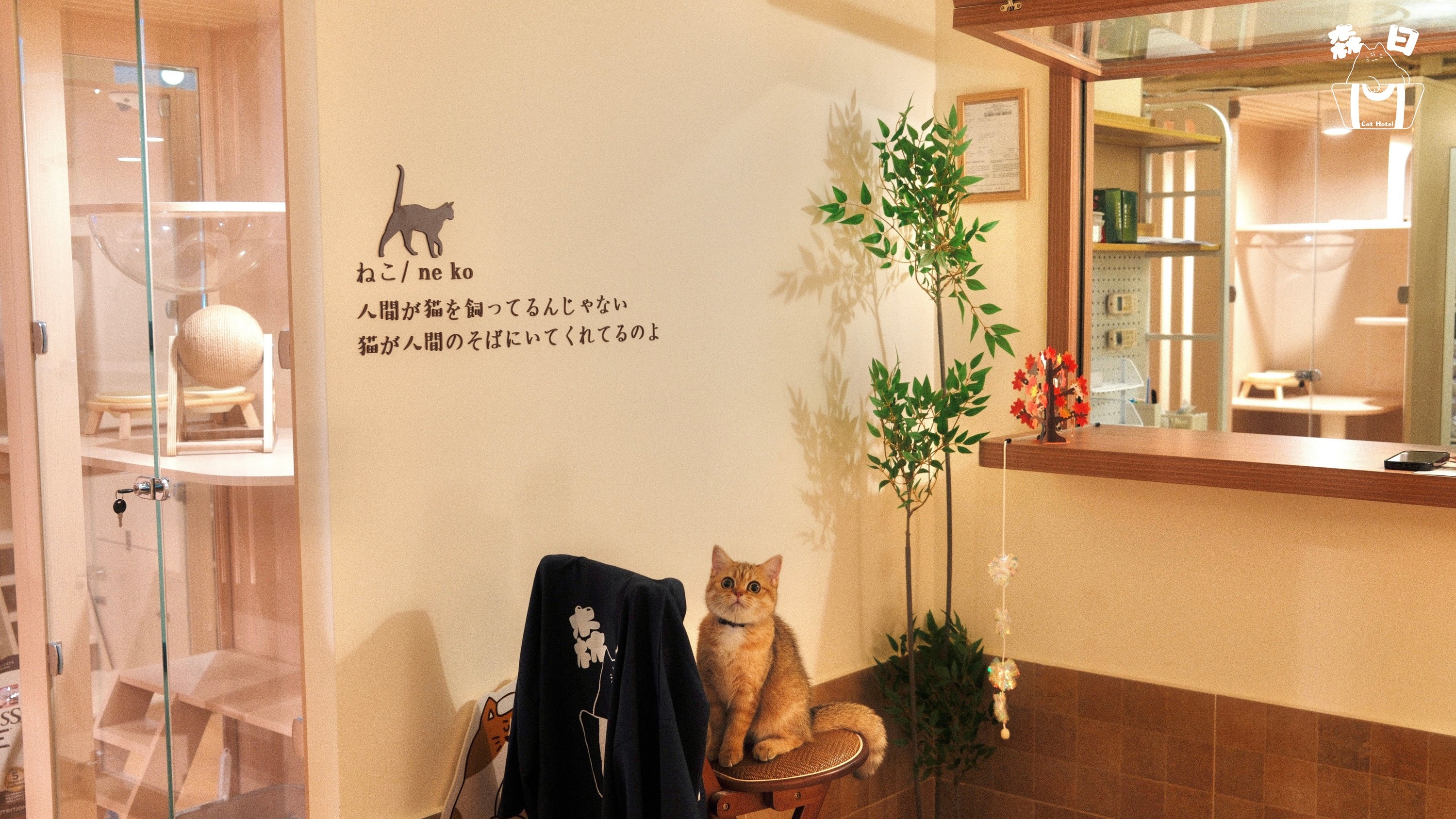 Sen Rich Cat Hotel - Cat Hotel Services | Prince Edward