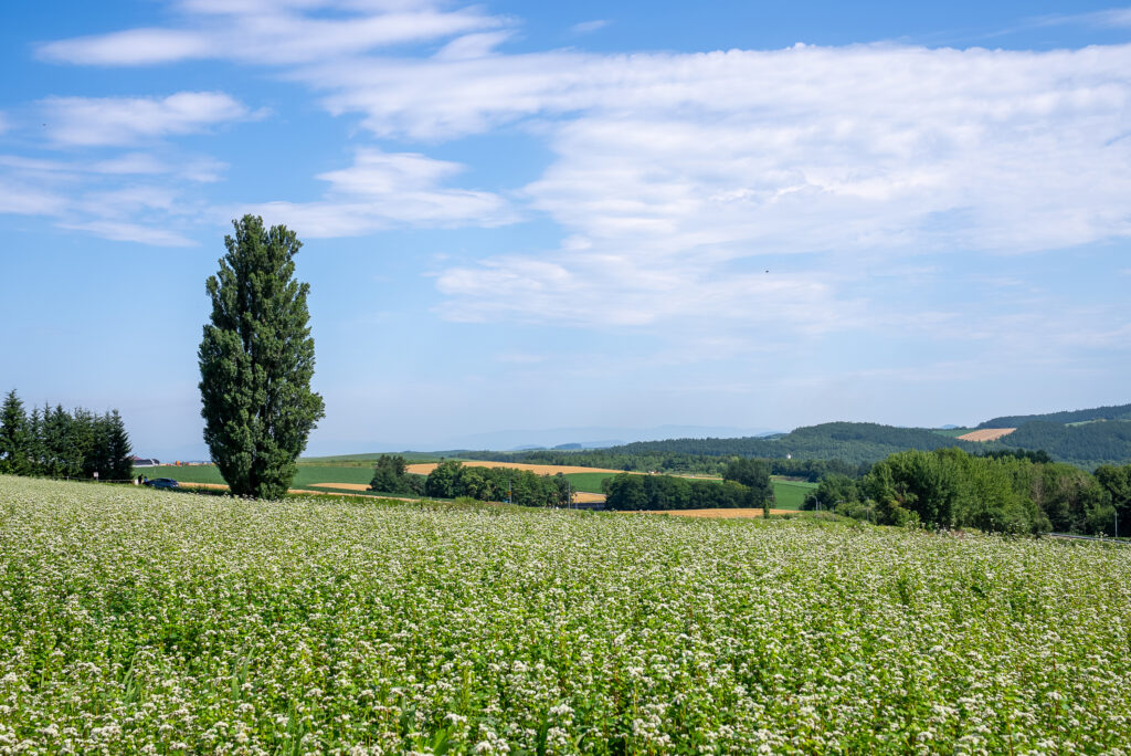 是拍攝北海道“大片感”的絕佳地點。