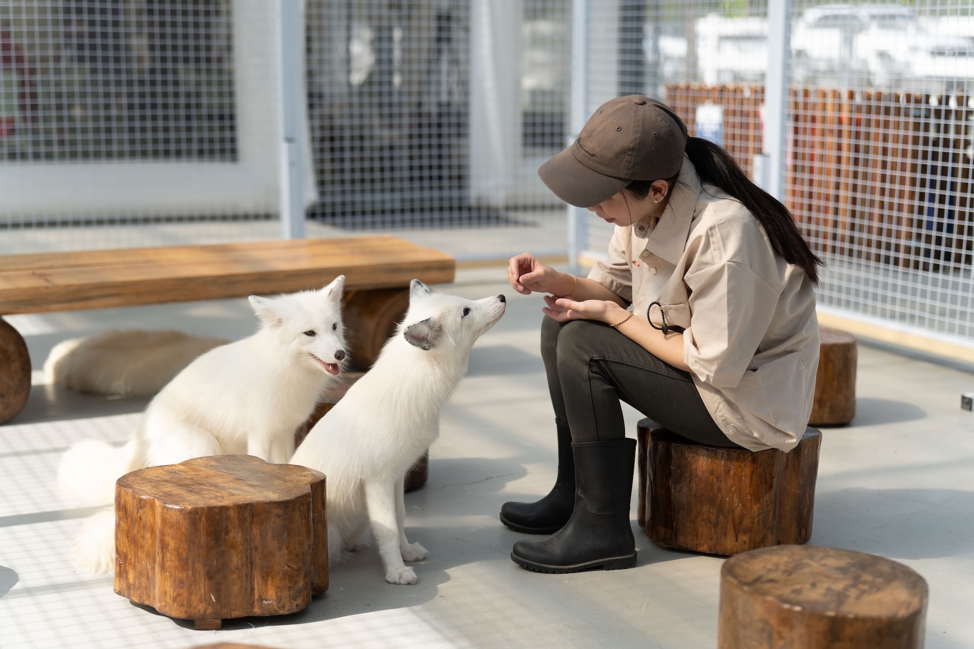 白狐貍近距離互動體驗 白狐貍近距離互動體驗
