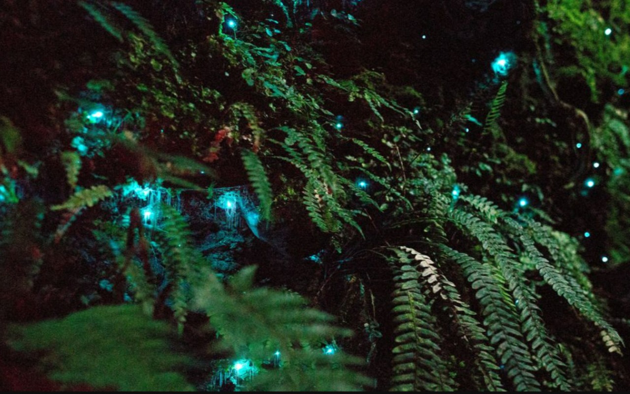 Secret Glowworm Forest Private Tour in Auckland