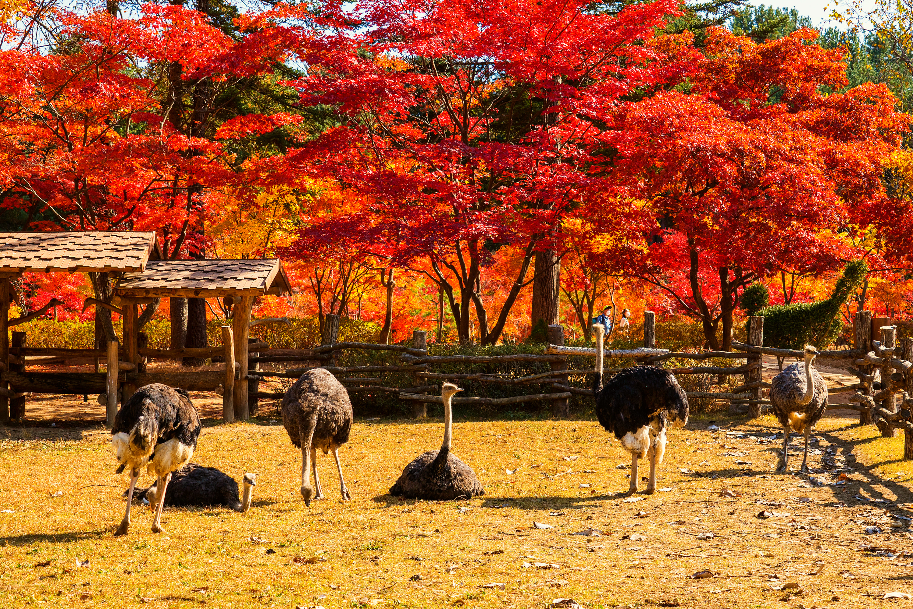 Nami Island+Alpaca+RailBike+Petite+LEGOLAND+Morning Calm PrivateTour
