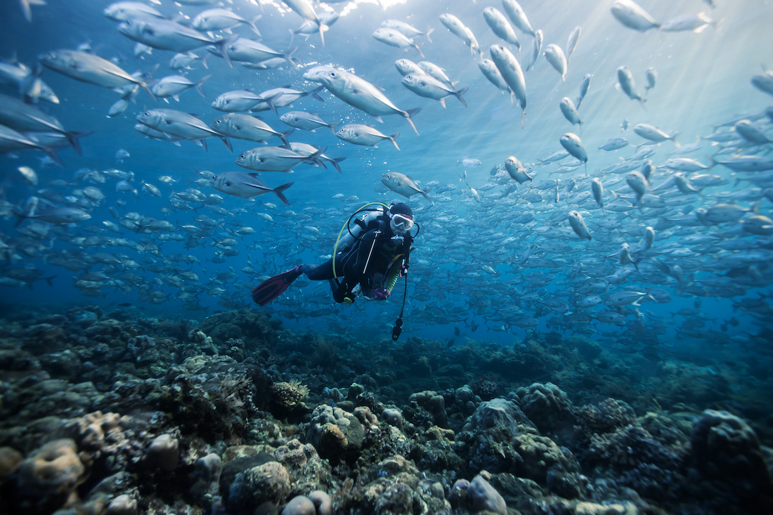 Local Reef Ecology Fun Dive Package in Koh Tao with PADI 5 Star CDC